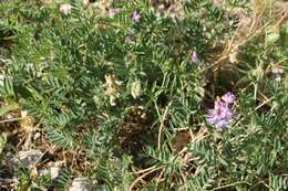 Imagem de Vicia uralensis