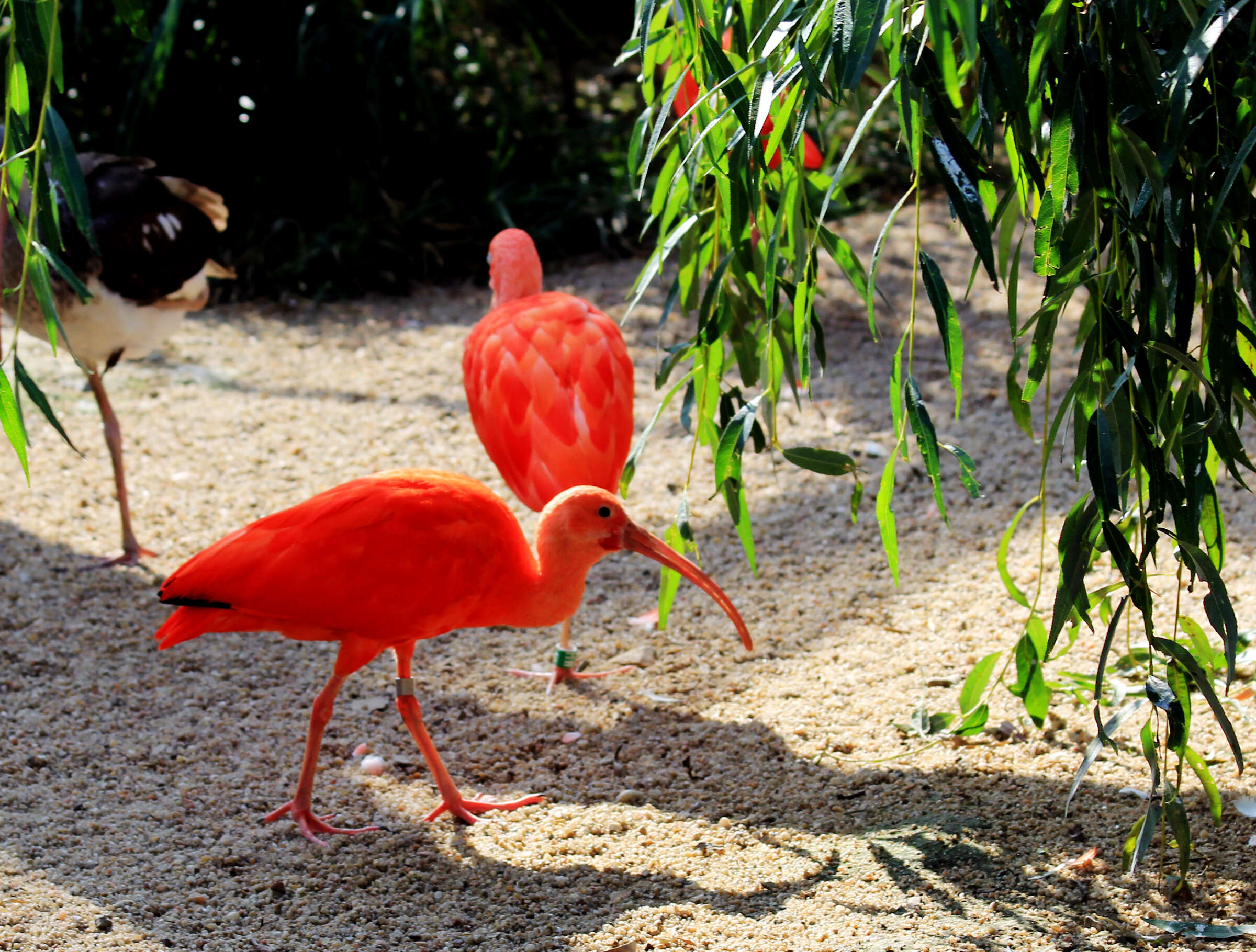 Image of Scarlet Ibis