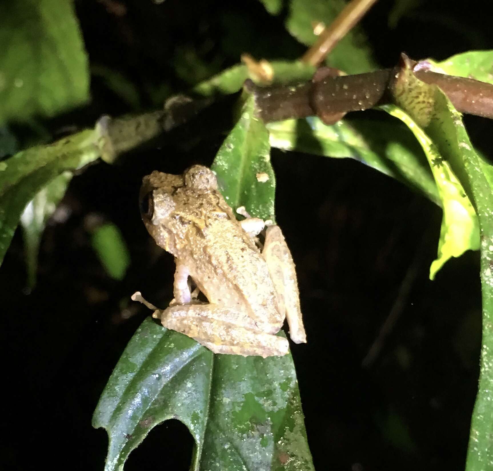 Imagem de Pristimantis muricatus (Lynch & Miyata 1980)