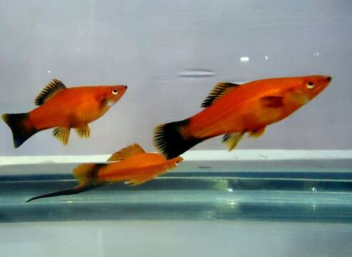 Image of Green swordtail