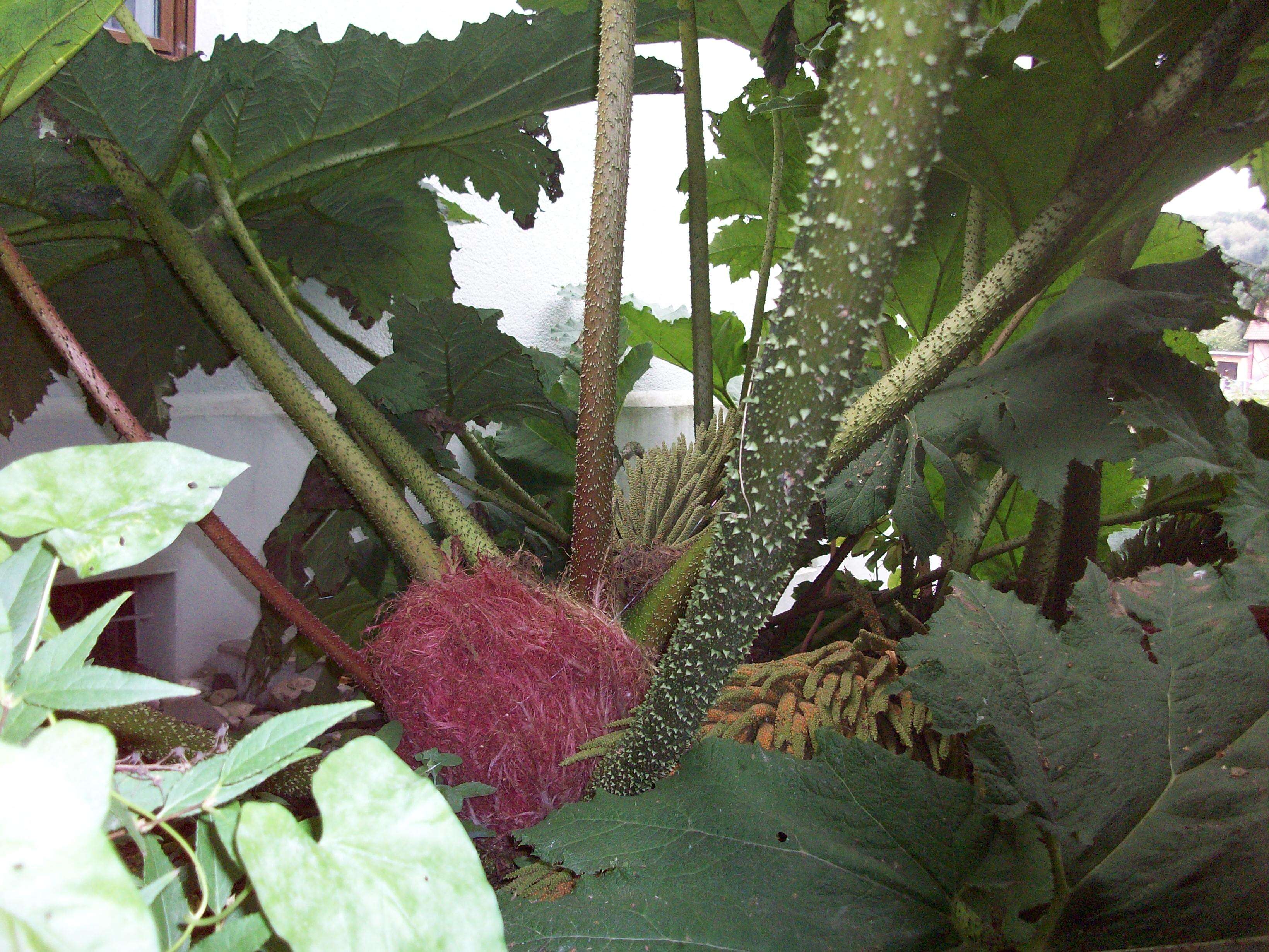 Image of giant rhubarb