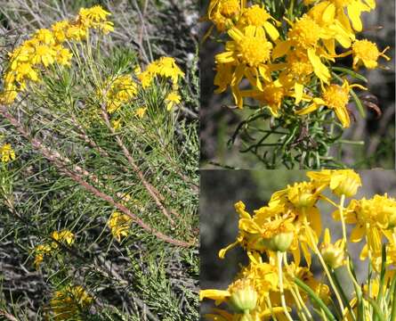 Image of Euryops thunbergii B. Nordenst.