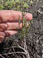 Image of Senecio glaucus L.