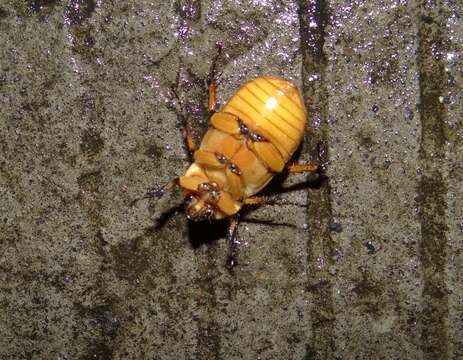 Ancognatha quadripunctata Bates 1888 resmi