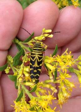 Image of Locust Borer