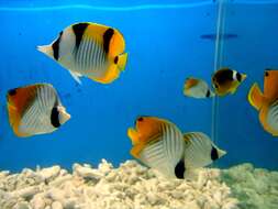 Image of Butterflyfishes