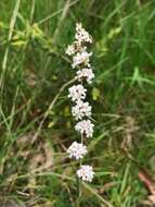 Image of Leucopogon virgatus var. virgatus