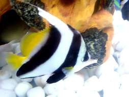 Image of Bannerfish