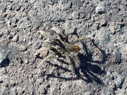 Image of Aphonopelma saguaro Hamilton 2016