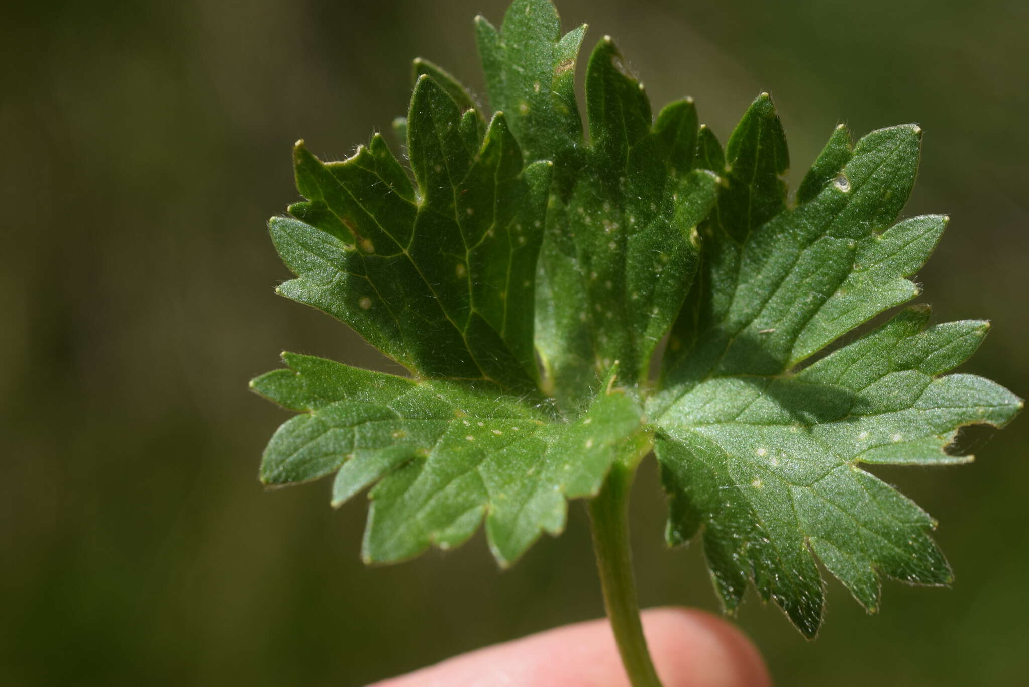 Image of Ranunculus villarsii DC.