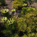 Image of Leucadendron platyspermum R. Br.