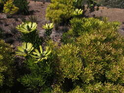 Image of Leucadendron platyspermum R. Br.