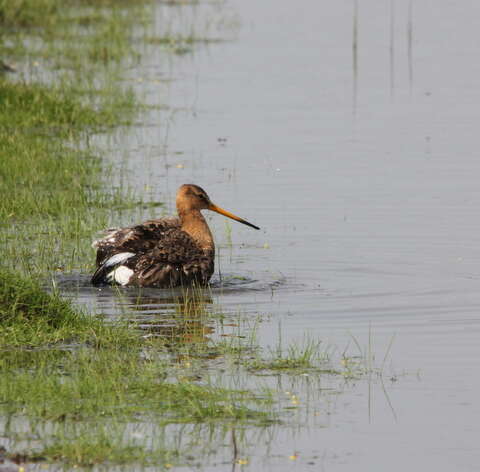 Image of Black-tailed Godwit