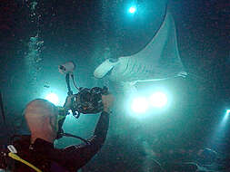 Image of Chevron Manta Ray