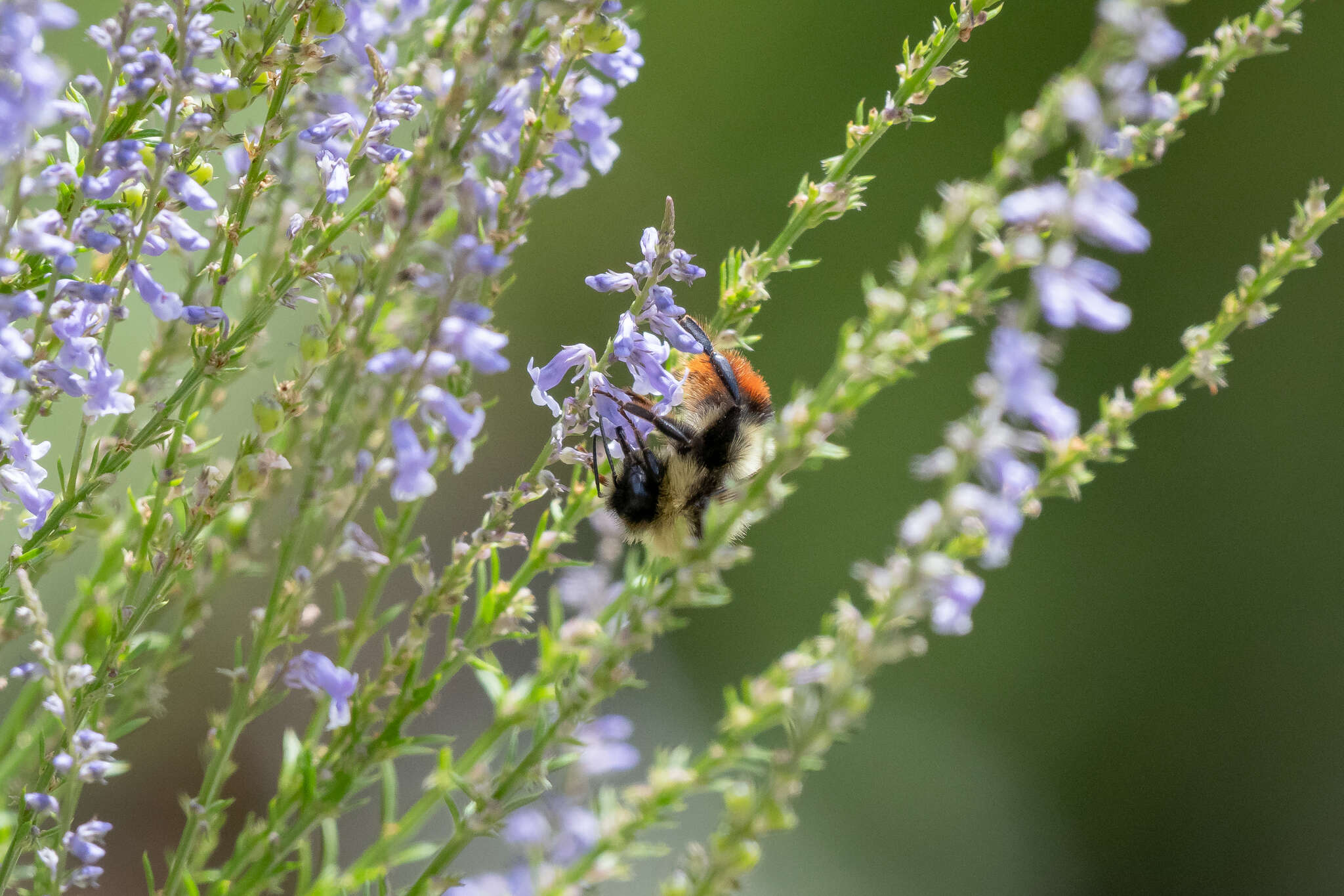 Image of Red tailed bumblebee