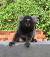 Image of Common Marmoset