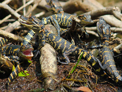 Image of alligators