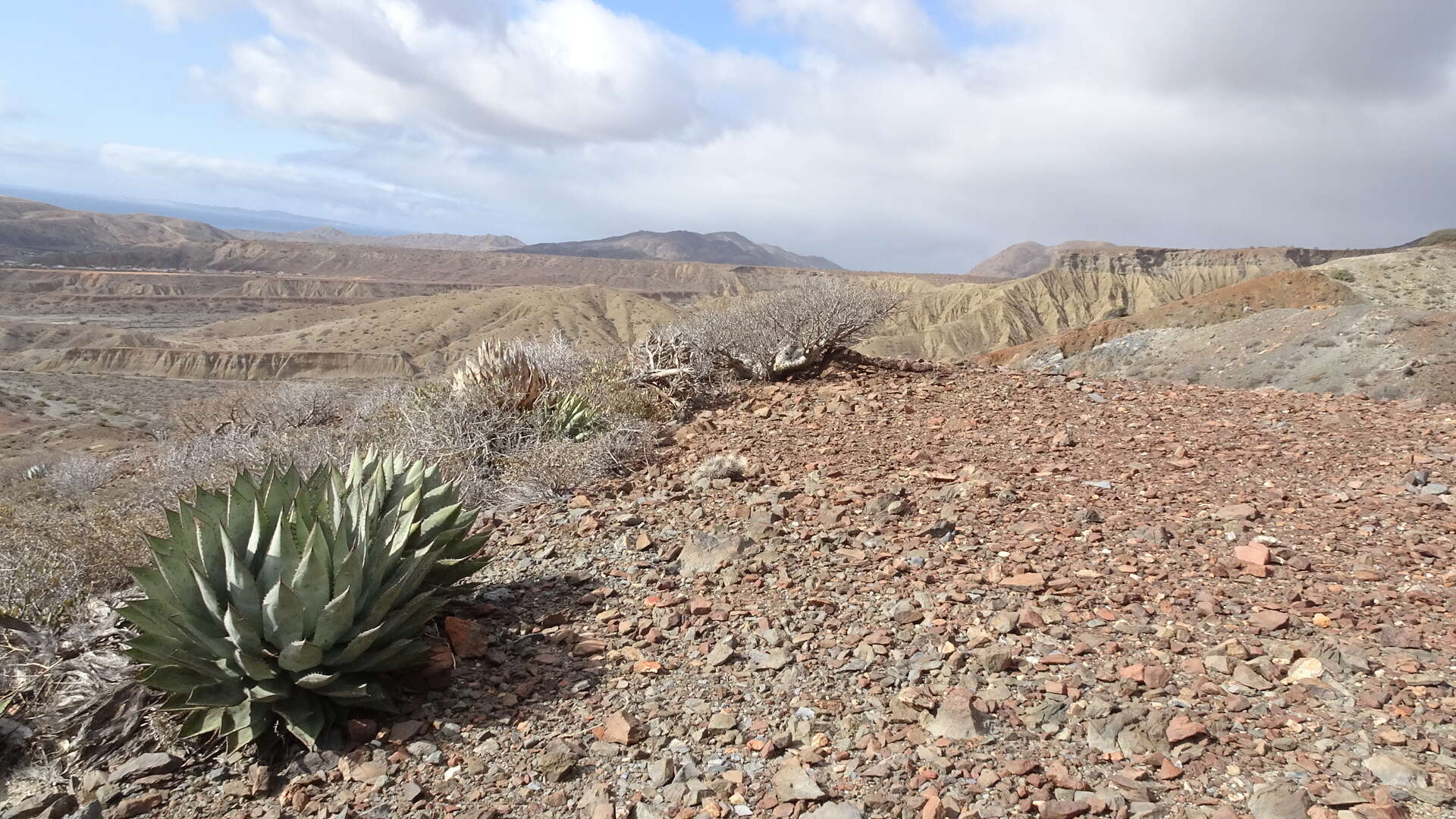 Sivun Agave sebastiana Greene kuva