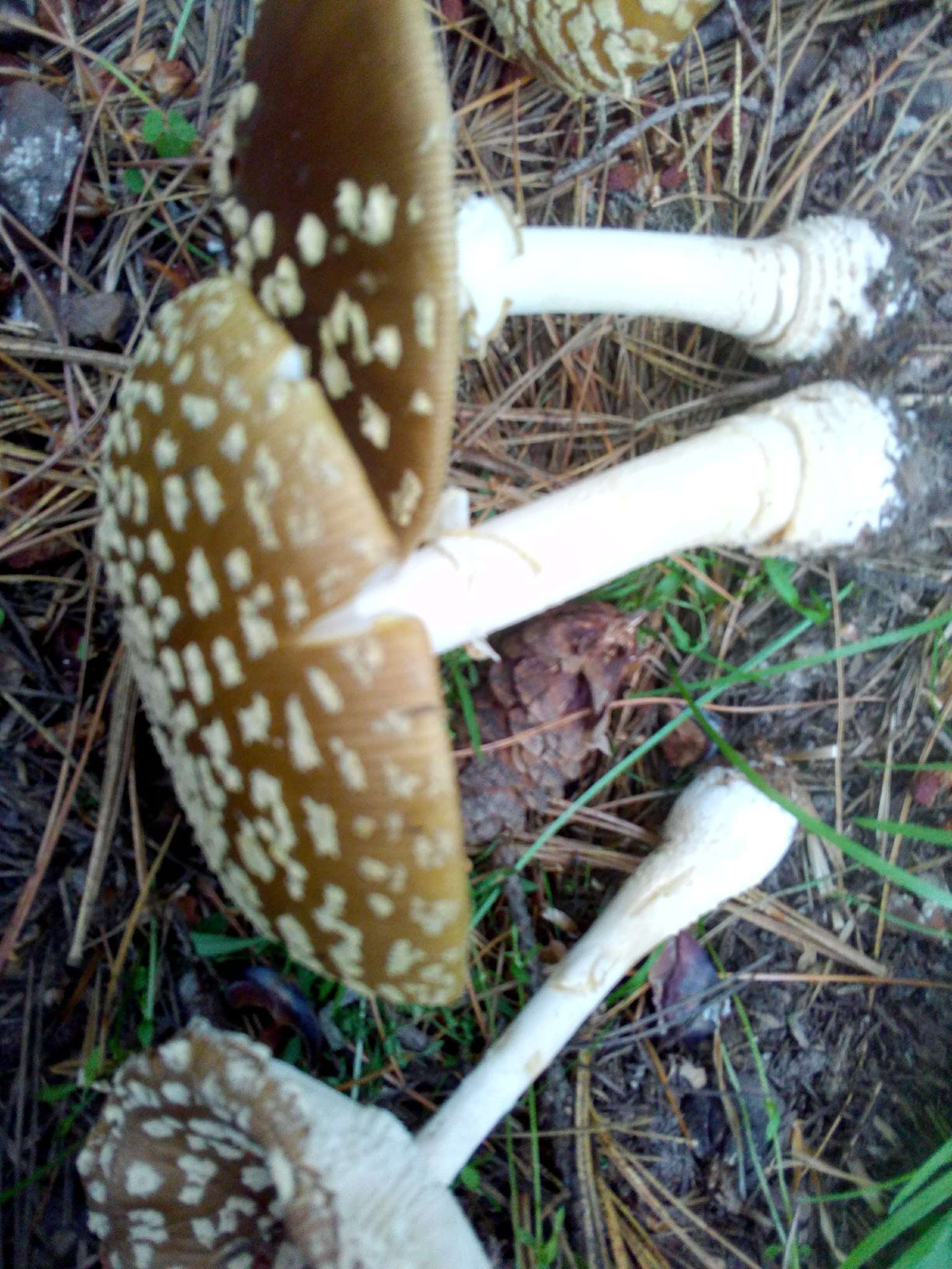 Image of Royal Fly Agaric