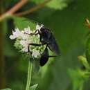 Слика од Sphex pensylvanicus Linnaeus 1763