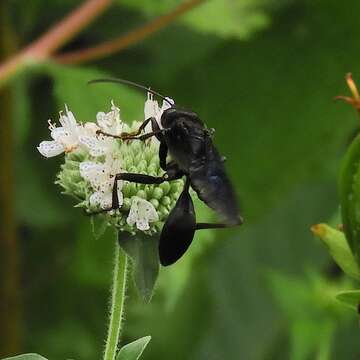 Image of Great Black Wasp