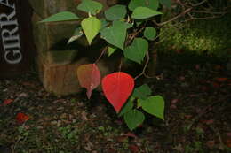 Sivun Homalanthus nutans (G. Forst.) Guill. kuva