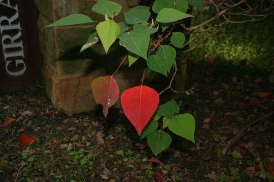 Imagem de Homalanthus nutans (G. Forst.) Guill.