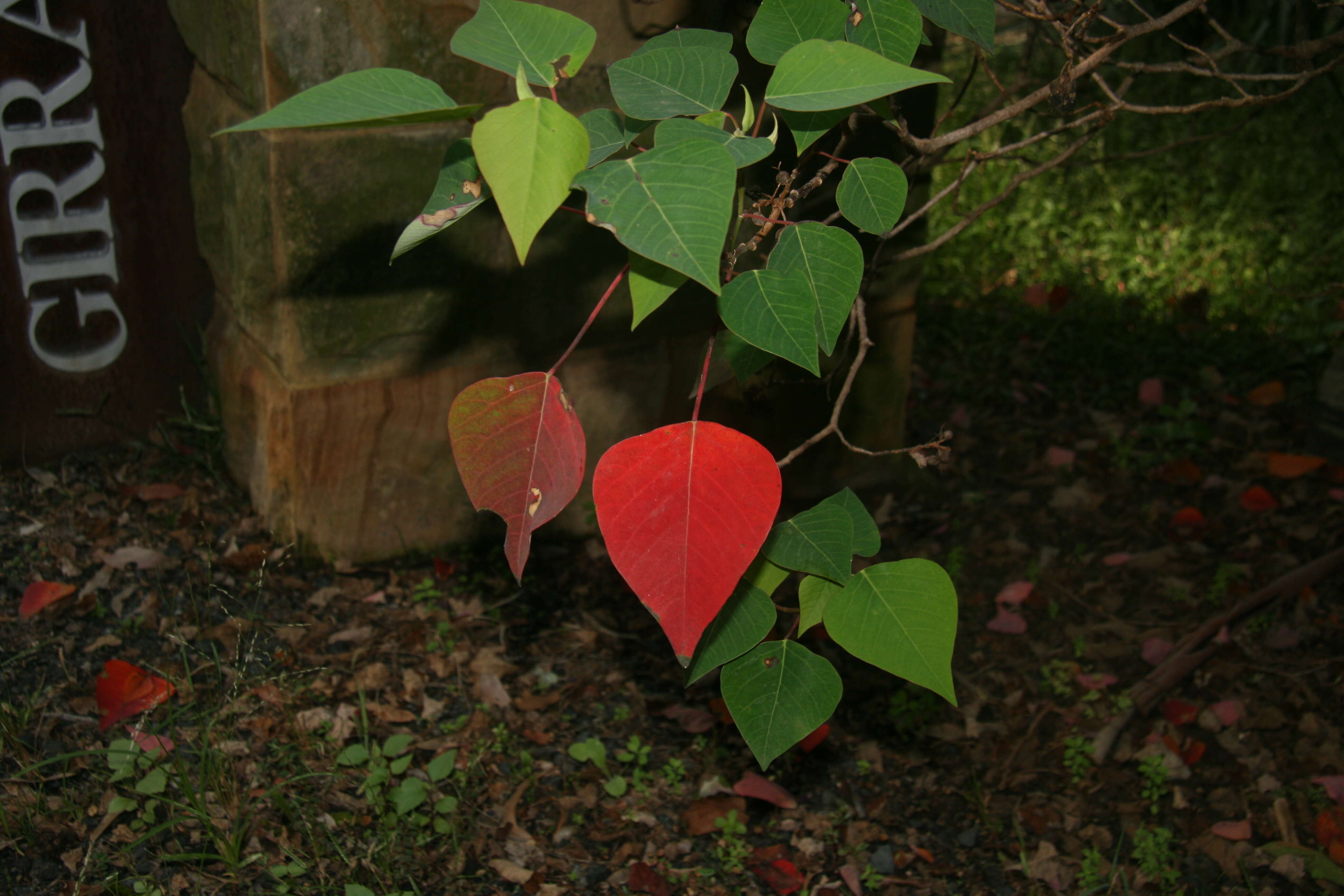 Image of Homalanthus nutans (G. Forst.) Guill.