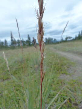 Plancia ëd Helictochloa hookeri (Scribn.) Romero Zarco