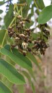 صورة Machaerium acutifolium Vogel