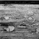 Sivun Macrophomina phaseolina (Tassi) Goid. 1947 kuva