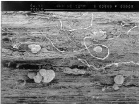 Image of Macrophomina phaseolina (Tassi) Goid. 1947