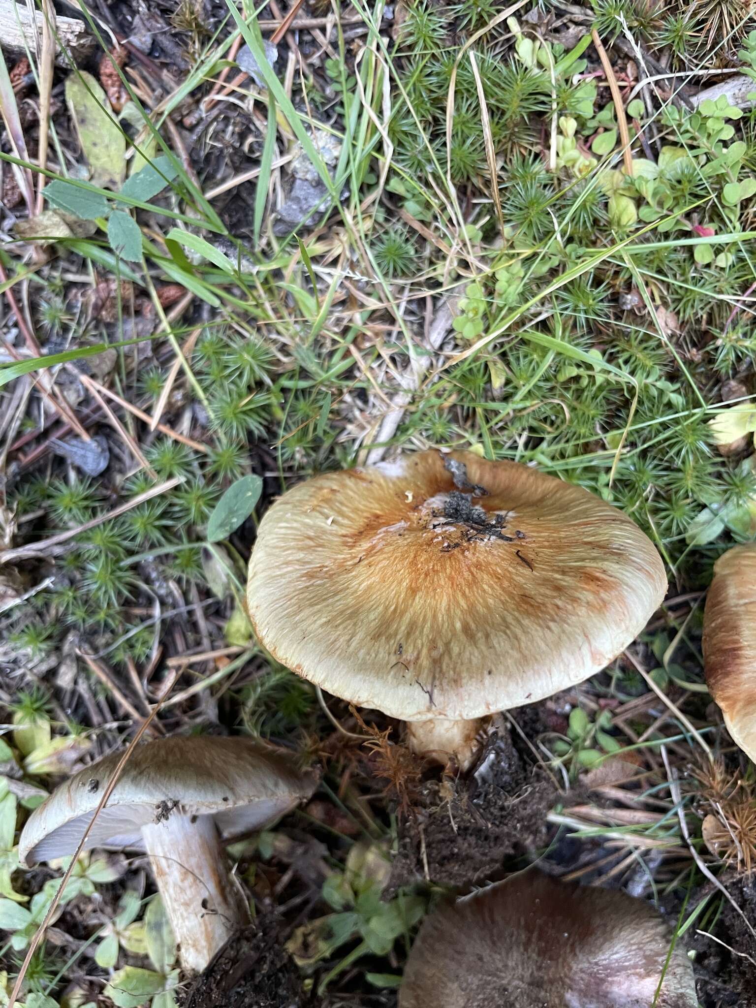 Image of Cortinarius glaucopus (Schaeff.) Gray 1821