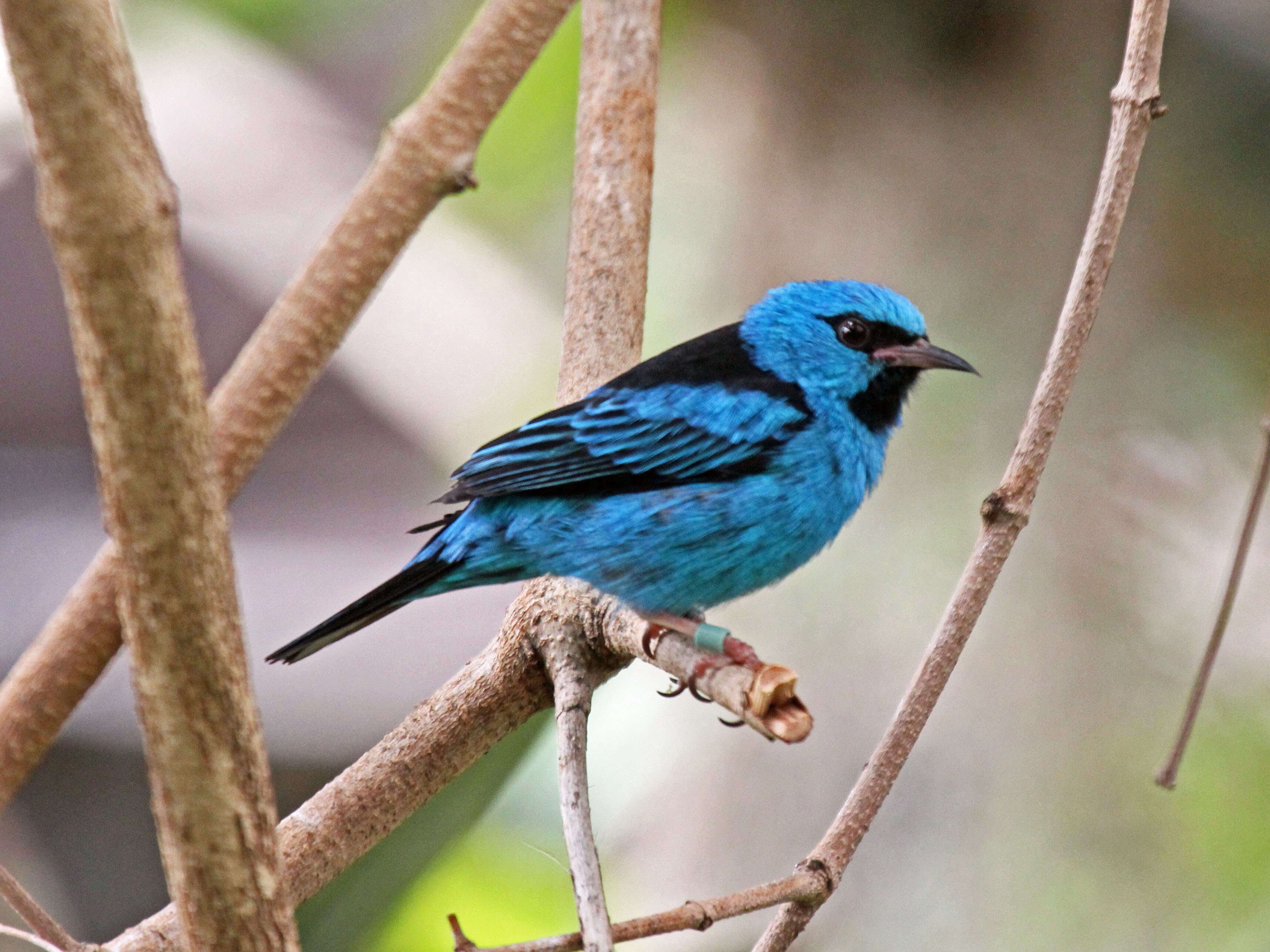 Image of Blue Dacnis