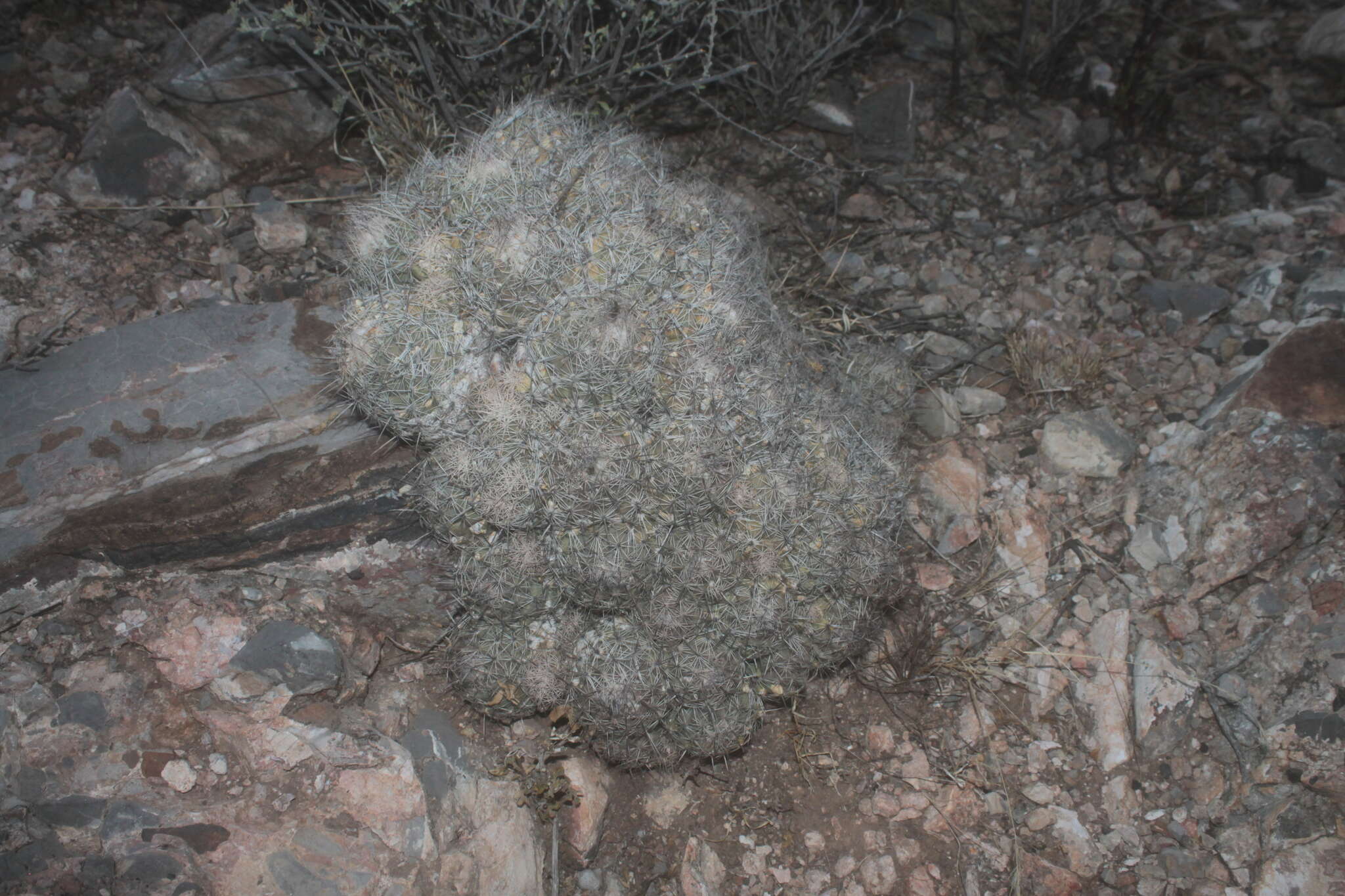 Image of Coryphantha durangensis subsp. cuencamensis (L. Bremer) Dicht & A. Lüthy