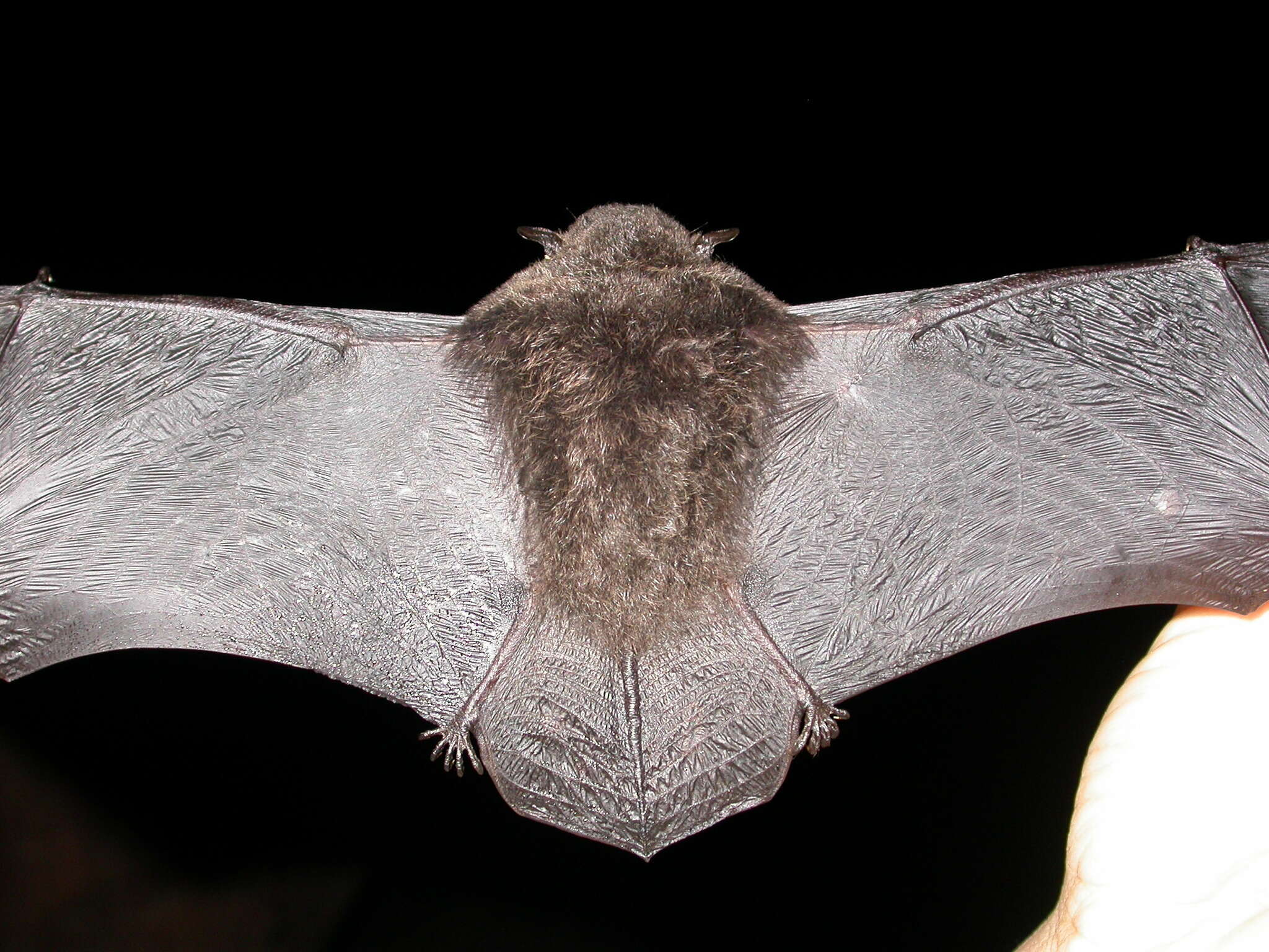 Image of Myotis indochinensis Son, Görföl, Francis, Motokawa, Estók, Endo, Thong, Dang, Oshida & Csorba 2013