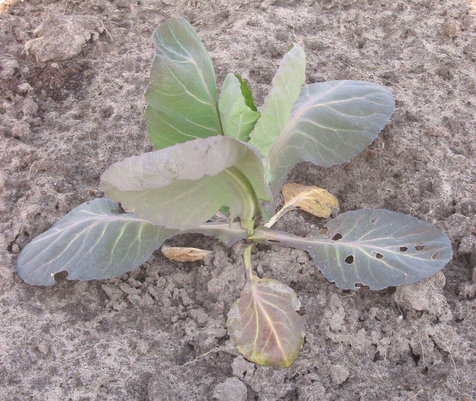 Image of white cabbage