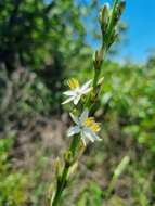 Image of Chlorophytum bowkeri Baker