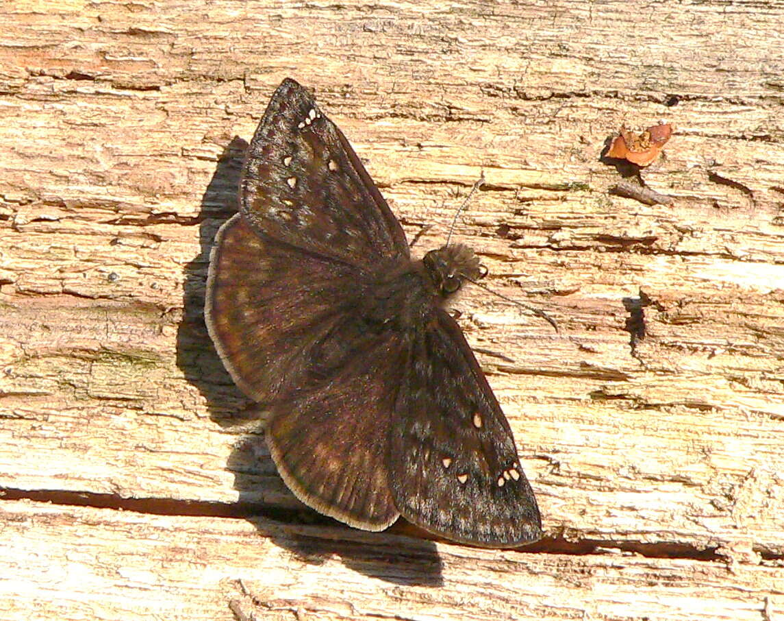 Image of Horace's Duskywing