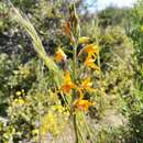 Chloraea chrysantha Poepp. resmi