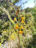 Image of Chloraea chrysantha Poepp.