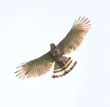 Nisaetus lanceolatus (Temminck & Schlegel 1845) resmi