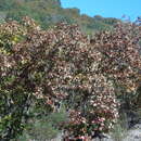 Sivun Quercus magnoliifolia Née kuva