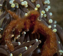 Image of Orangutang crab