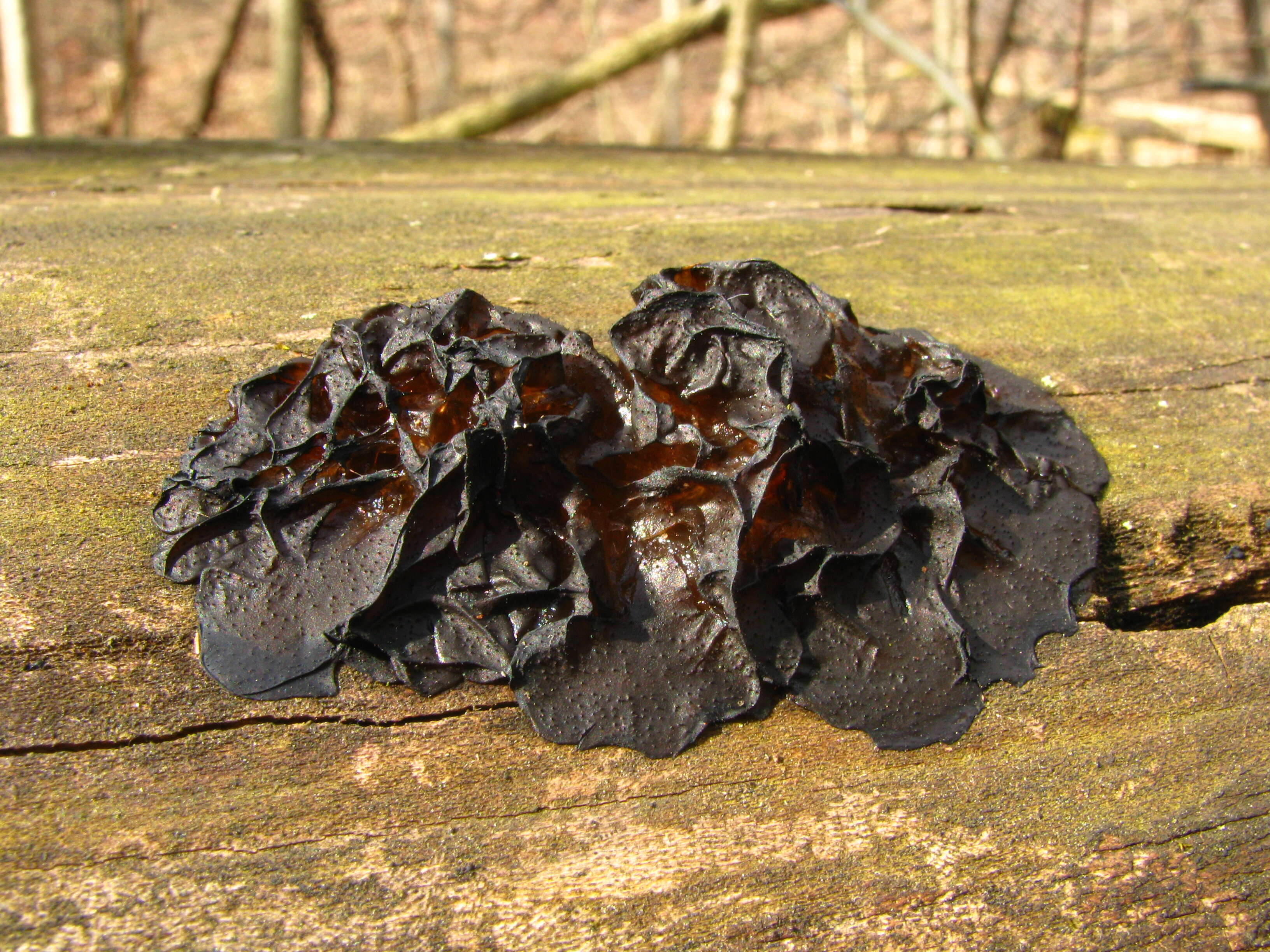 Image of Black Witches' Butter