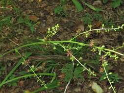 Veratrum woodii J. W. Robbins ex Alph. Wood resmi