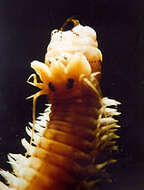 Image of Pile worm