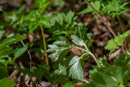 Imagem de Puccinia albescens Grev. 1889