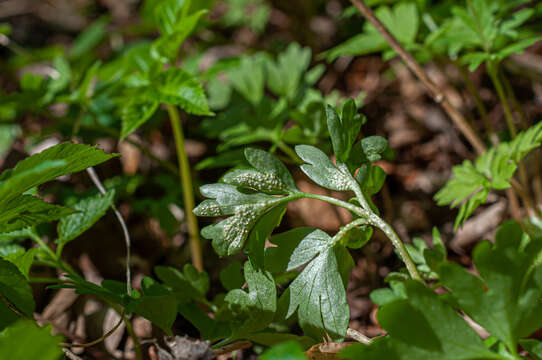 Imagem de Puccinia albescens Grev. 1889