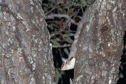 Image of Squirrel Glider